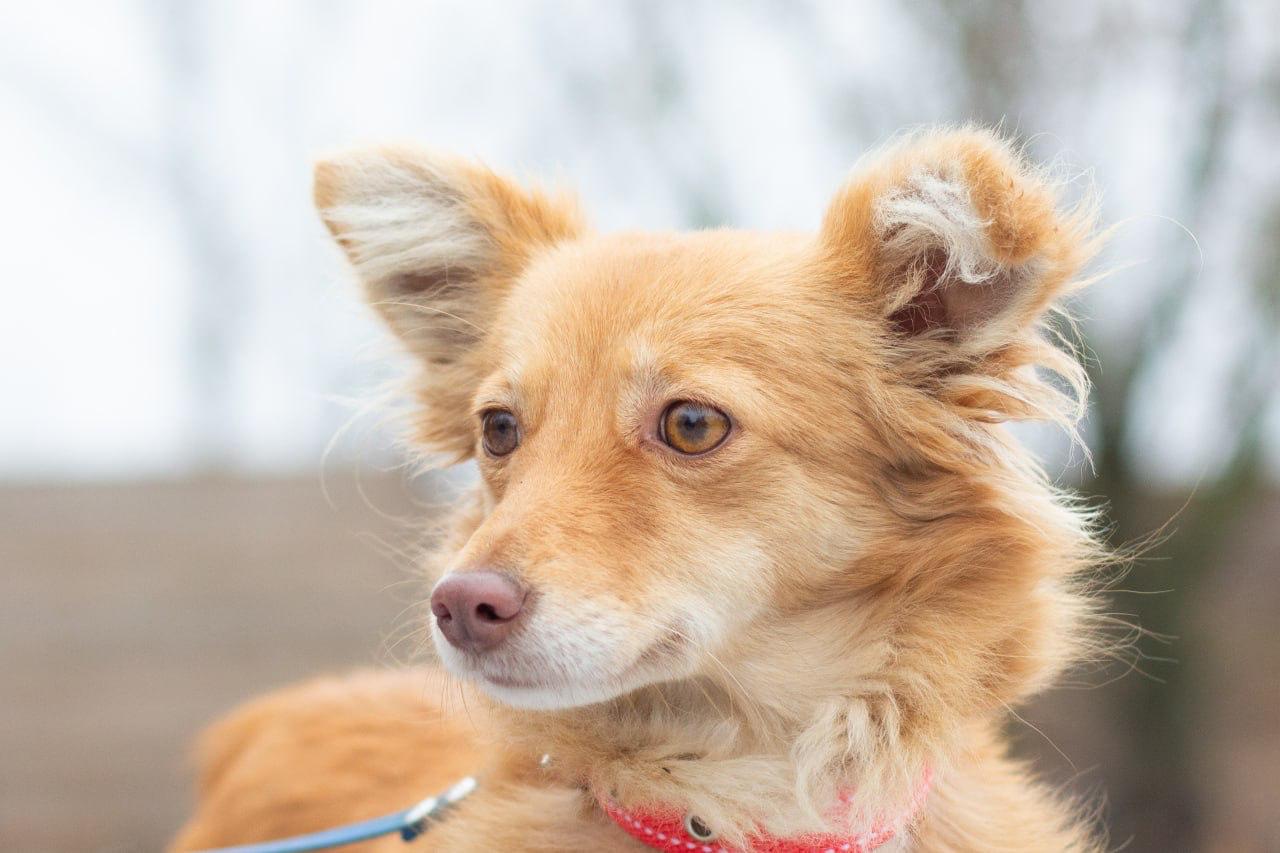 Chiens à adopter